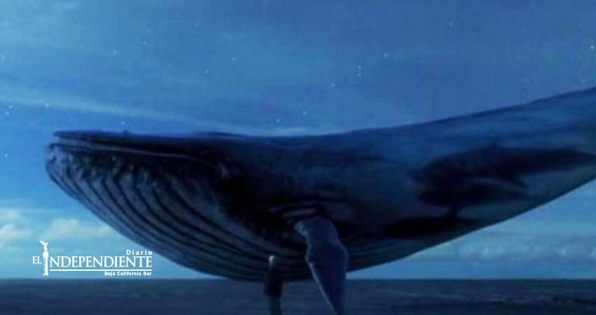 Conoce la verdad detrás del reto de la ‘ballena azul’