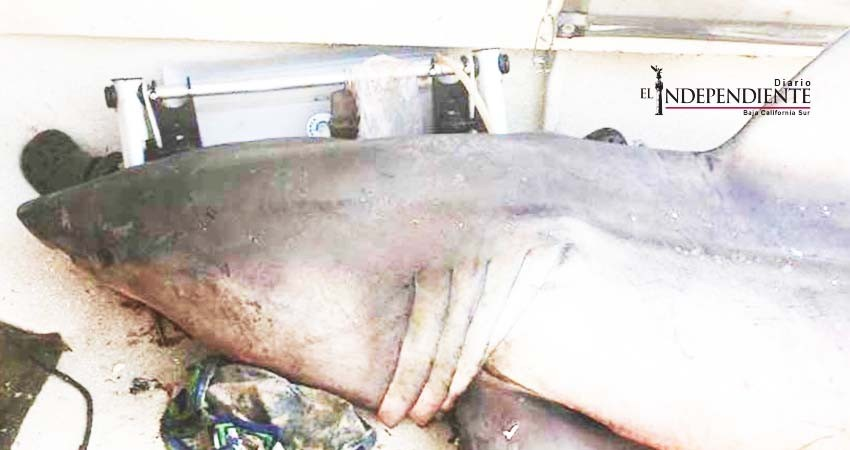 Se salva de milagro; tiburón blanco salta a su bote