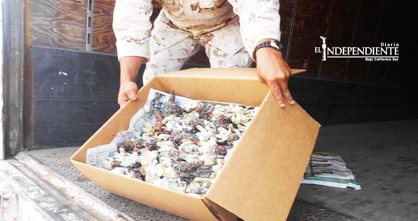 Desmantelan red internacional de tráfico de Siemprevivas