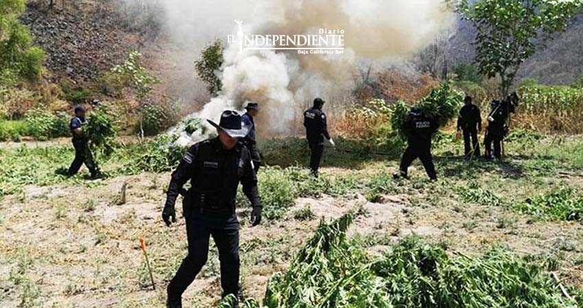 Destruyen mas de mil toneladas de mariguana en Jalisco