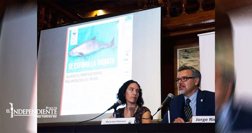 Vaquita marina podría morir a finales de 2017: WWF