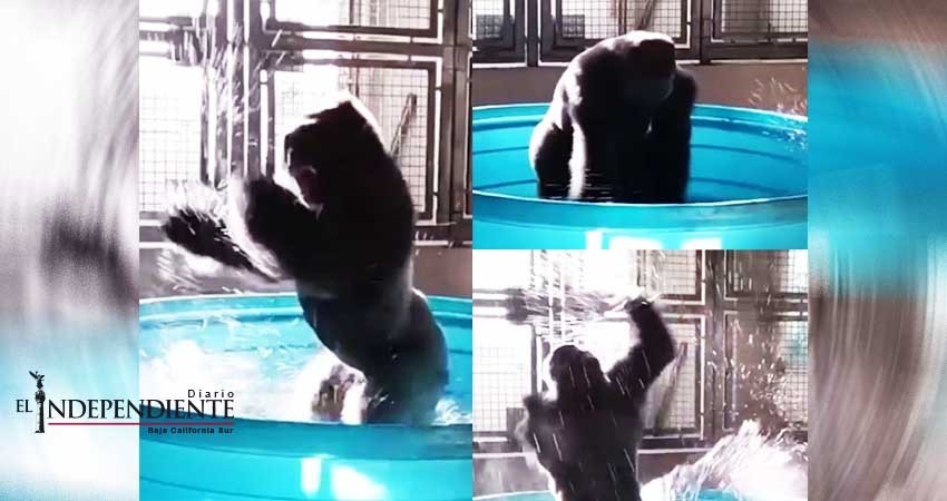 Simpática gorila conquista la red al girar como 'maniaca'