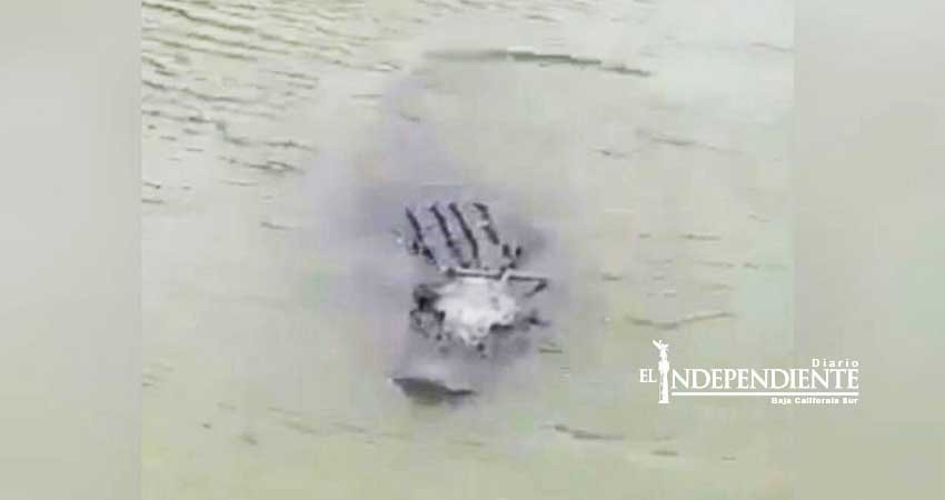 ¡Alerta!, captan por primera vez un caimán en el Río Bravo