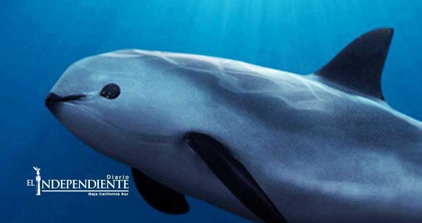 Salvemos a la vaquita marina