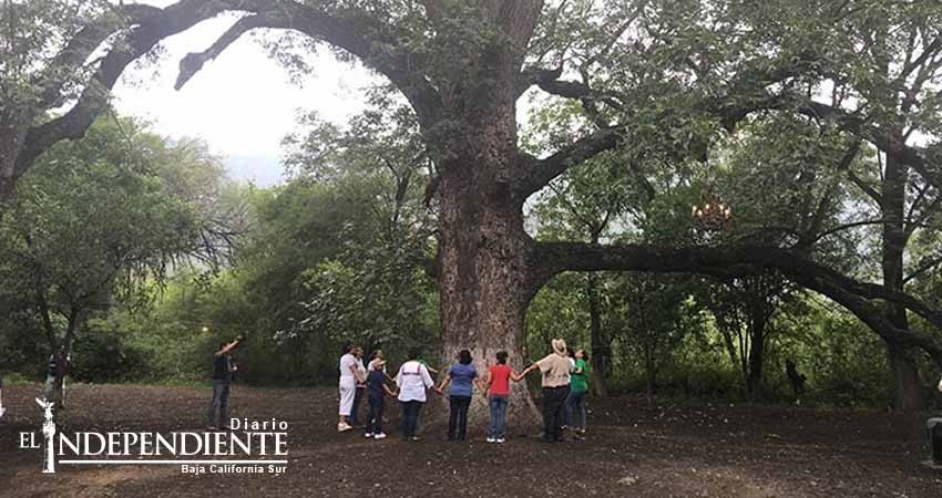 Conoce a ‘El Abuelo’ de Jaumave, un gigante de más de 300 años