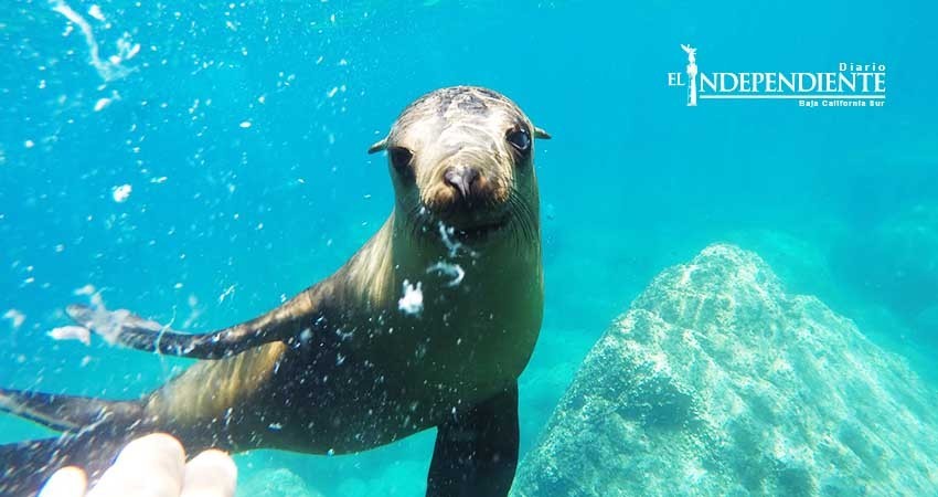 Suspende CONANP acercamiento con lobos marinos