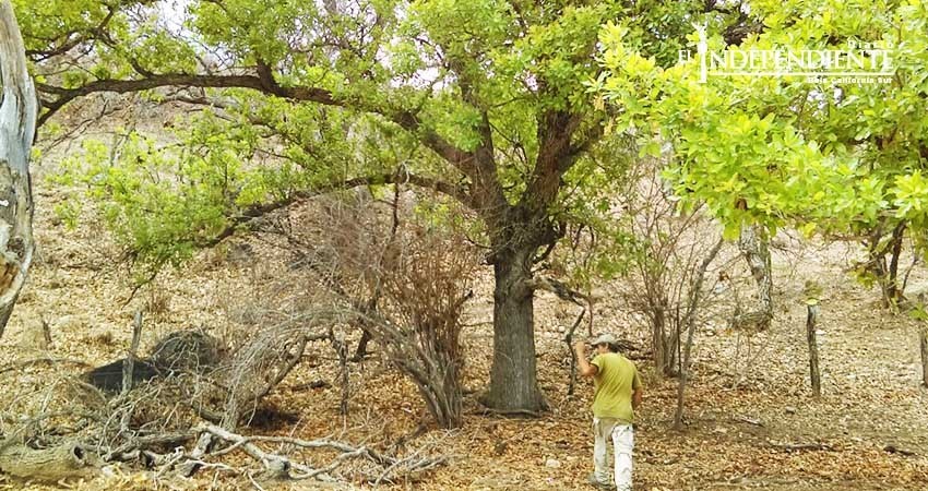 Cuenta BCS con 25 áreas protegidas por Semarnat