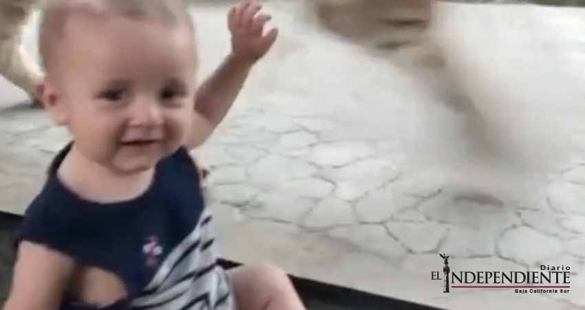 Bebé triunfa con su reacción ante 'ataque' de león en el zoológico