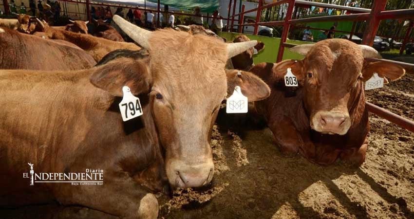 BCS, primer lugar nacional en registro y rastreo de ganado hacia EEUU