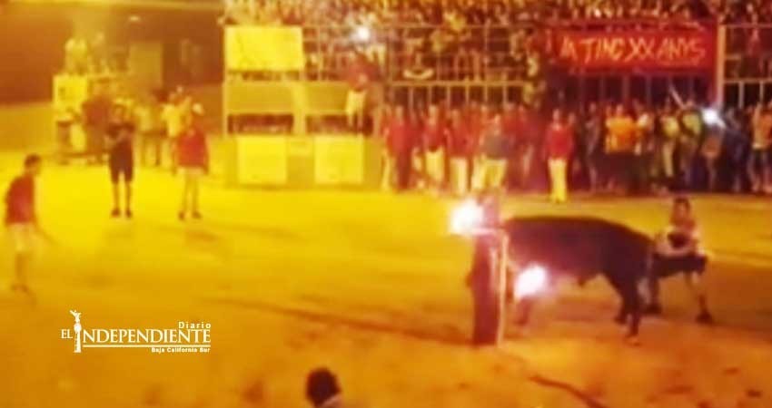 Toro se ‘suicida’ para escapar de la crueldad humana