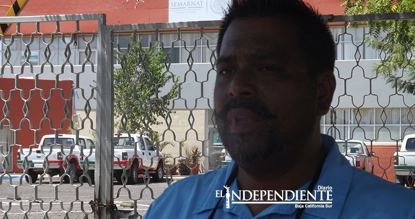 Denuncian prestadores amenazas en otorgamiento de permisos para tiburón ballena