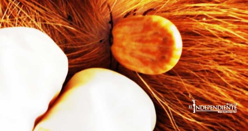 Está BCS  en proceso de ser zona libre de garrapatas en ganado