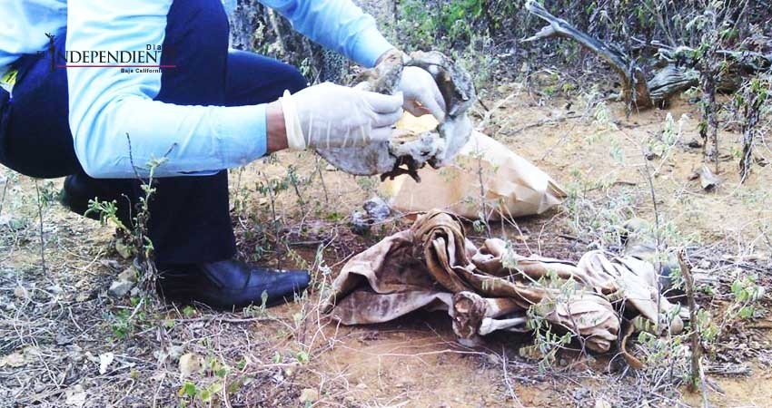 Encuentran una osamenta humana en Comondú