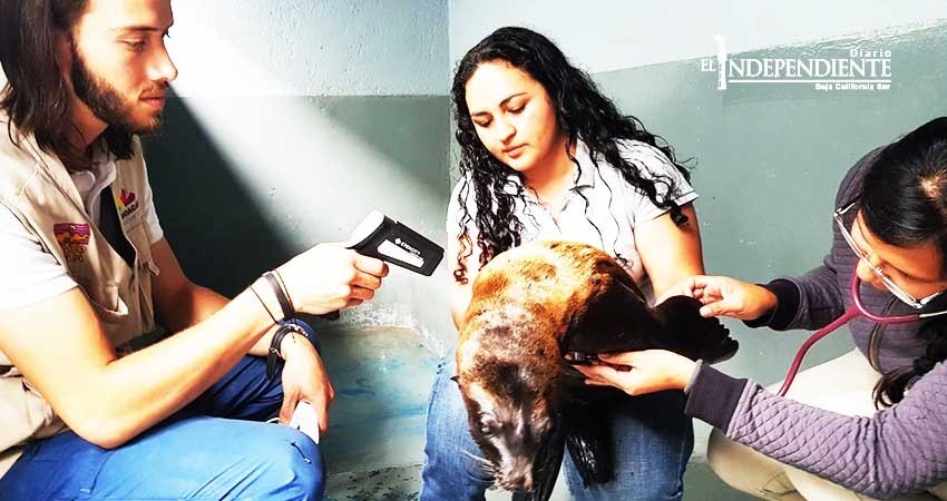 Trasladan desde Michoacán hasta Los Cabos a lobo marino que fue abandonado en una caja