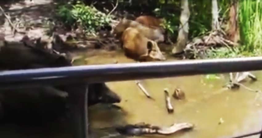 Turistas atraen a un cerdo para que lo devore un cocodrilo