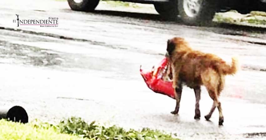 Otis, el perro que escapó de 'Harvey' con todo y croquetas