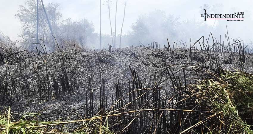 Incendio arrasó con una hectárea de carrizales en Santiago