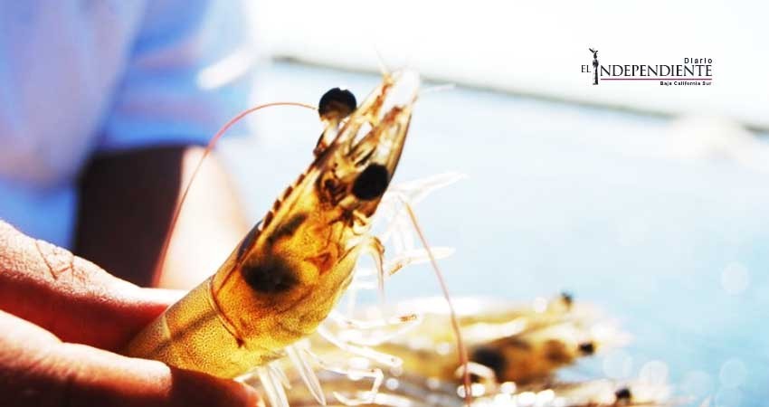 Debido a talla pequeña, retrasan por 15 días el levantamiento de la veda de camarón