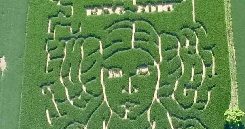 Granjero creó laberinto de maíz en honor a Carrie Fisher