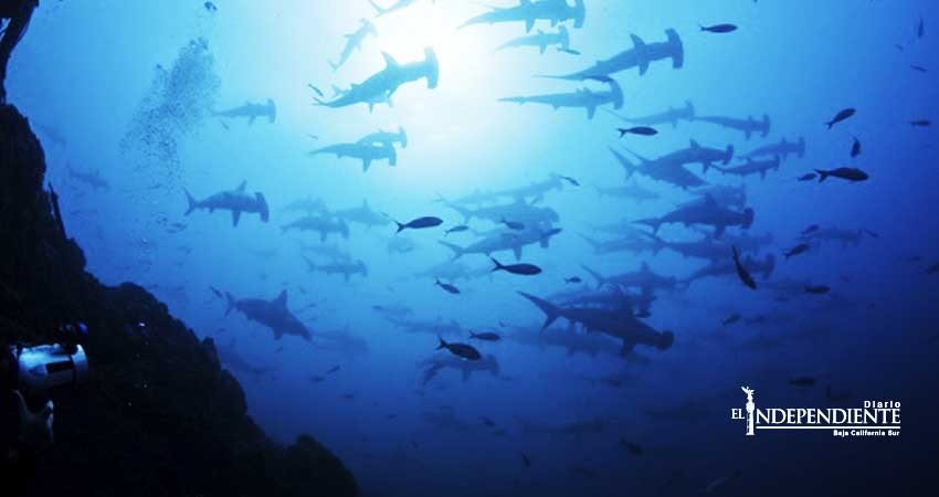 Publica Semarnat estudio con el que se pretende declarar parque nacional a las Revillagigedo