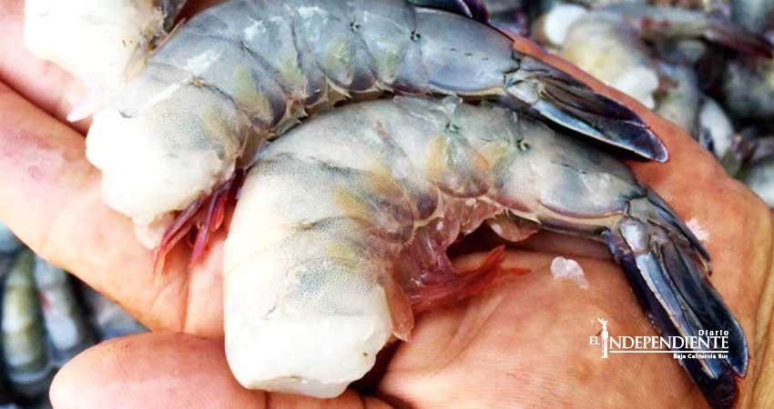 Temen en Puerto San Carlos presencia de barcos camaroneros de Sinaloa