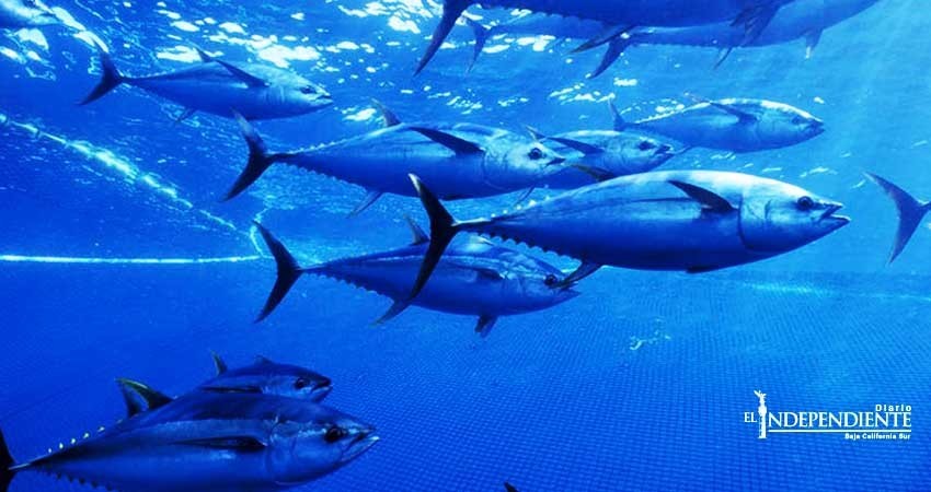 Piden pescadores de Comondú que la Marina realice la vigilancia en aguas de Baja California Sur (BCS)