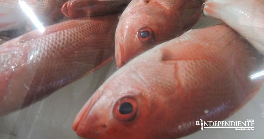 Con más de 7 MDP Propesca beneficia 1,068 productores de Baja California Sur (BCS)