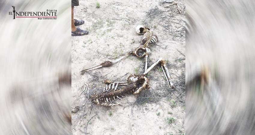 Localizan dos osamentas humanas en el municipio de Comondú