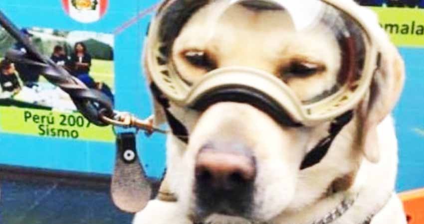 Frida, la perrita que ha conquistado las redes tras el sismo