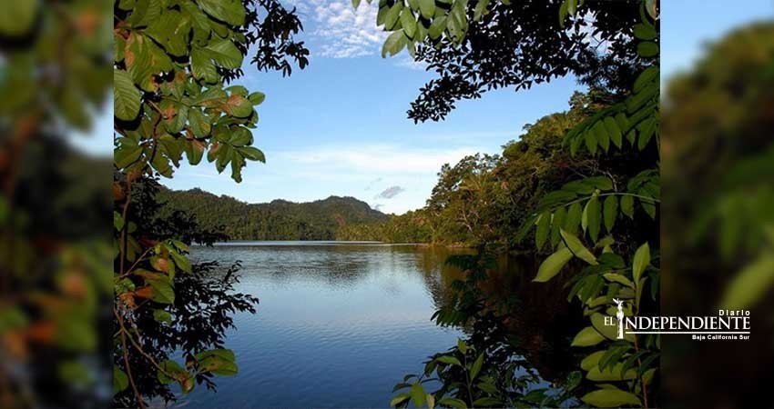 Los bosques tropicales ya dejaron de captar el carbono: estudio