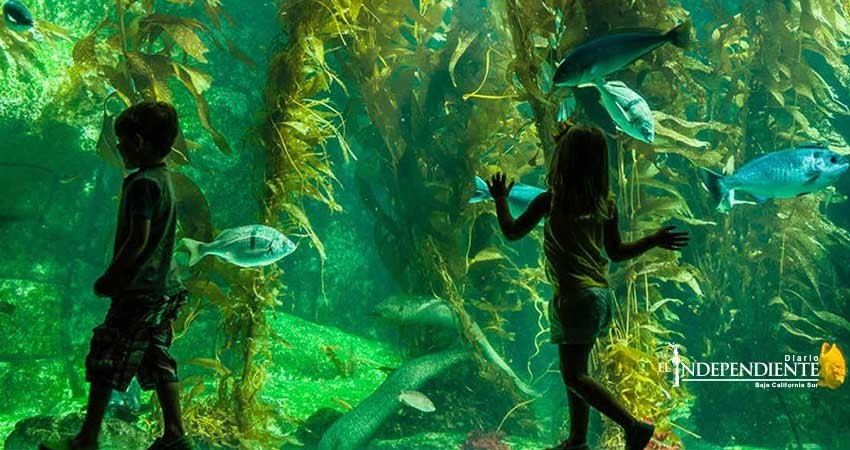 A inicios del 2018 podría iniciar la construcción del acuario