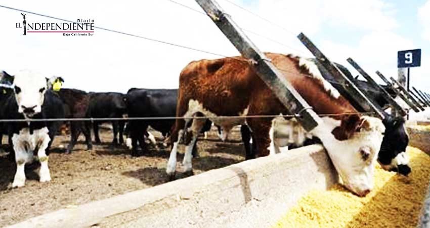 Miraflores ya cuenta con oficinas para trámites de venta de ganado