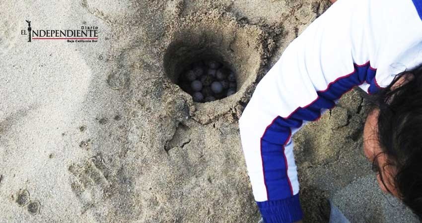 Celebrará ASUPMATOMA 7 ediciones del Festival de la Tortuga Marina