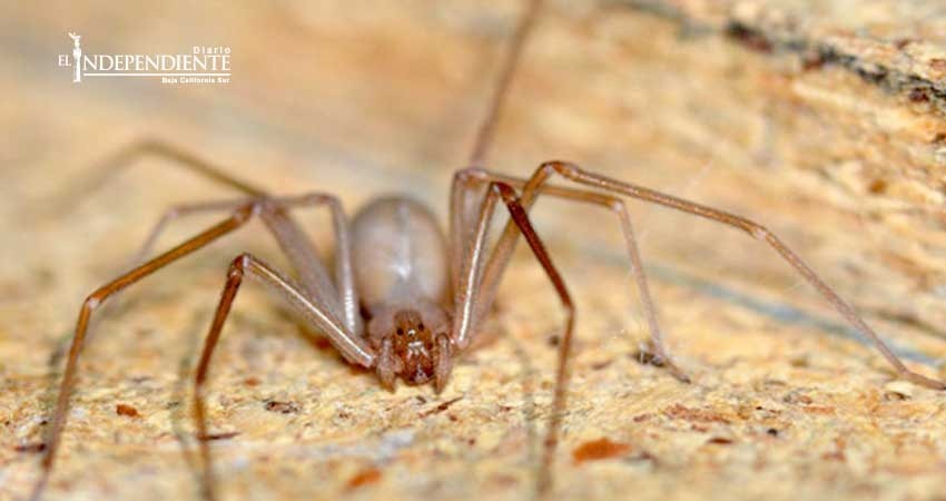 Andrey, el bebé mordido por araña violinista, murió en Chiapas