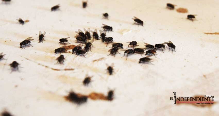 Ante plaga de moscas la higiene es básica, advierte Jurisdicción Sanitaria Los Cabos