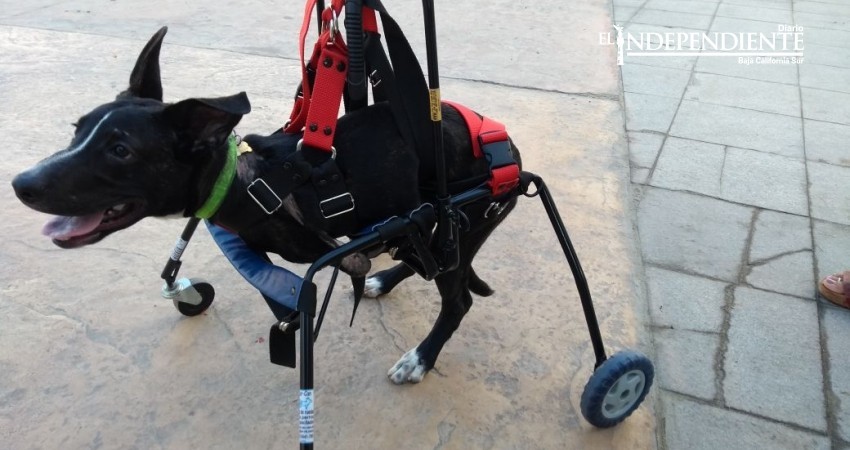 Promueve Sociedad Humanitaria la adopción de mascotas con discapacidad