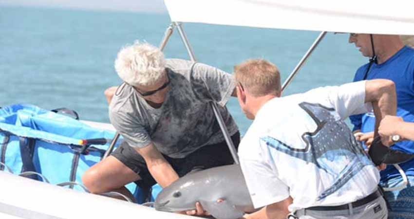 Rescatan a primera vaquita marina