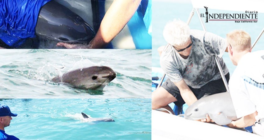 El exitoso traslado de la vaquita marina da esperanza de que se recupere la especie: Pacchiano Alamán