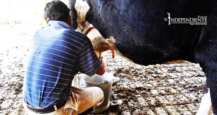 Durante el 2017 se han producido cerca de 37 millones de litros de leche en BCS