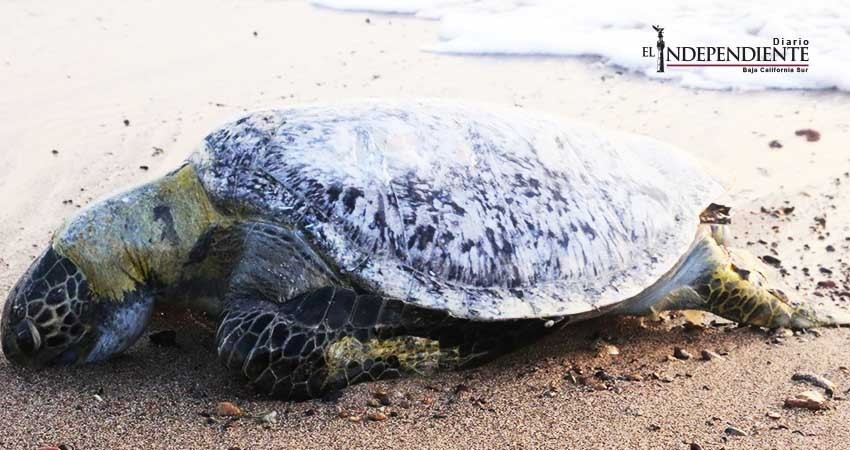 Causa dragado en Bahía de La Paz mortandad de tortugas: investigadora