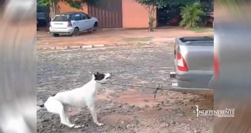 Mujeres matan cruelmente a un perro; ahora enfrentan a la justicia