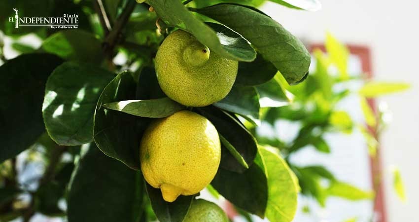 Se han efectuado más del 70% de las fumigaciones en árboles con HLB