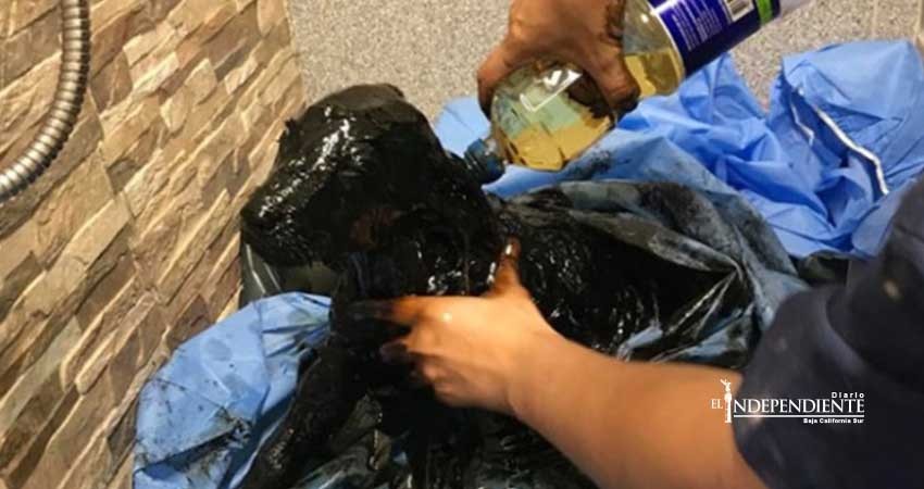 3 cachorros en Chile arrojados en alquitrán