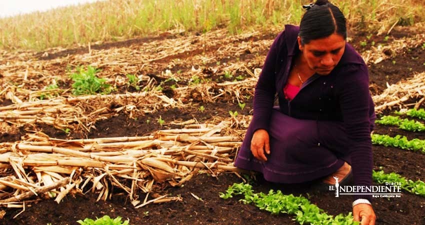 Mujeres del estado ya comienzan a trabajar las tierras ejidales