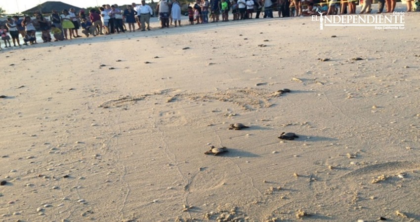 Reintegra Profepa 368 crías de tortuga marina a su hábitat