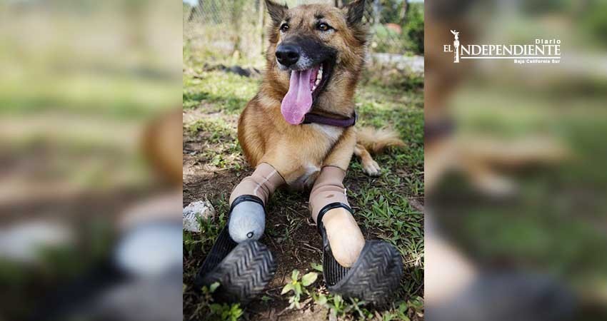 'Cola', el perro que volvió a correr gracias a un par de prótesis