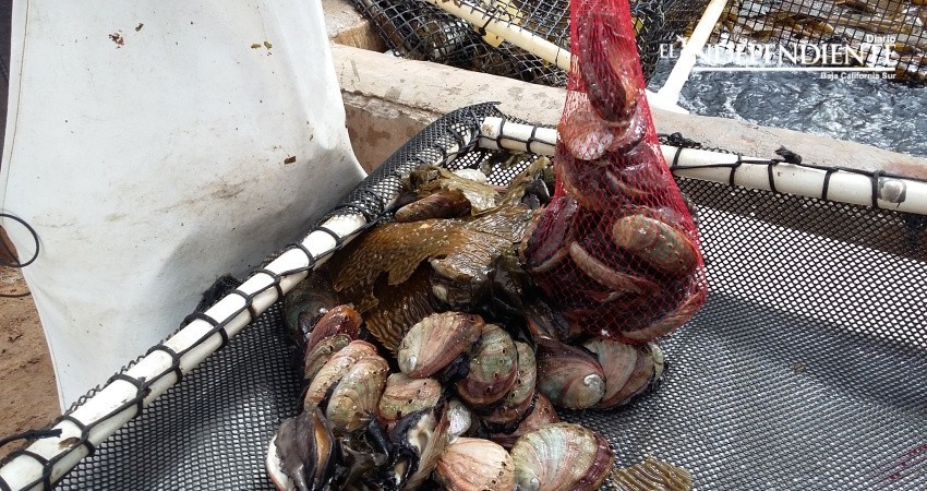 En fin de año se levanta la veda de abulón en 3 zonas de BCS