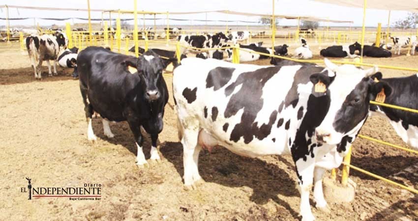 Robo de ganado se incrementa en un 23% en BCS