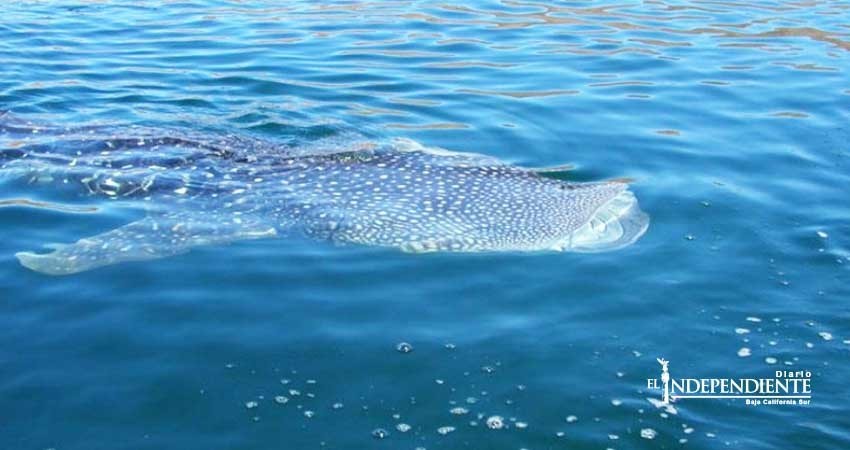 Difundirá Semarnat en escuelas información sobre el tiburón ballena