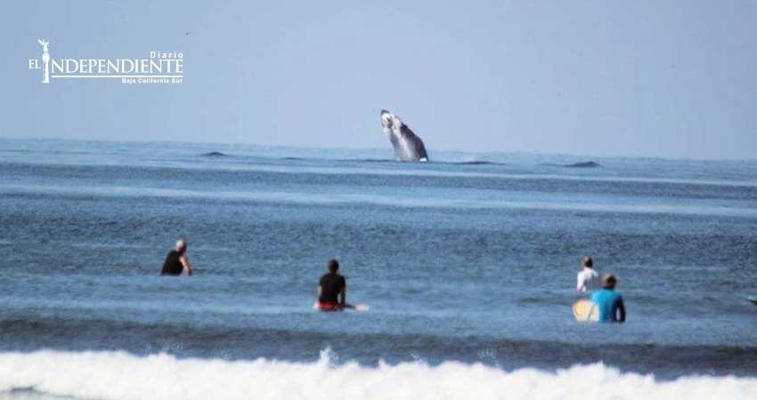 Ballenas sorprenden a surfistas y bañistas en Ixtapa-Zihuatanejo